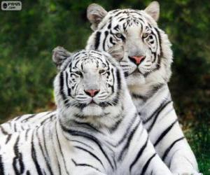 пазл Белые бенгальские тигры